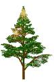 sapin