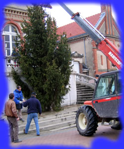 Sapin sur le perron