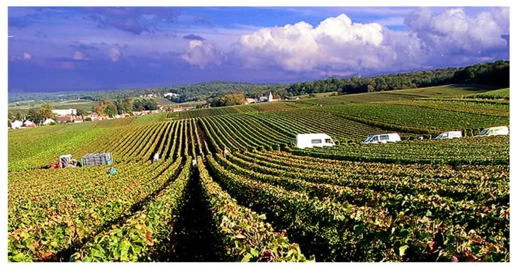 Vendanges 2006