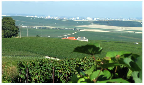 Les vignes