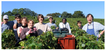 Vendanges maison Rafflin