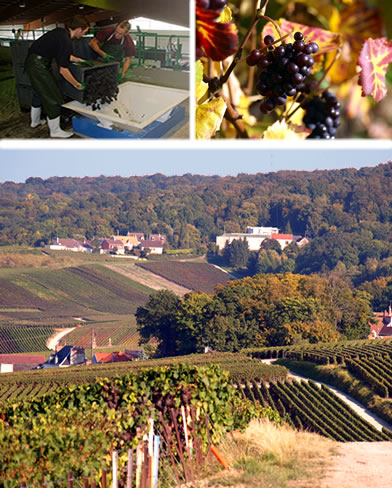 Chigny les Roses - Vendanges 2008